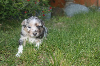 Australian Shepherd Puppy for sale in PENDLETON, OR, USA