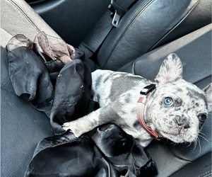 French Bulldog Puppy for sale in WILMINGTON, DE, USA