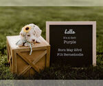 Small Photo #6 Bernedoodle Puppy For Sale in NORTH PLATTE, NE, USA