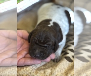 Medium German Shorthaired Pointer