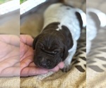 Puppy Female Brown German Shorthaired Pointer