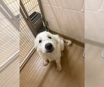 MORTY - Male Great Pyrenees Dog for Adoption - Small photo