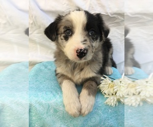 Border-Aussie Puppy for sale in LOMA, CO, USA