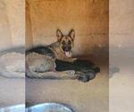 Small Photo #14 German Shepherd Dog Puppy For Sale in TONOPAH, AZ, USA