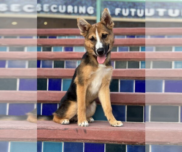 Medium Photo #14 Australian Shepherd-German Shepherd Dog Mix Puppy For Sale in PIPE CREEK, TX, USA
