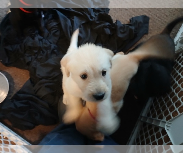 Medium Photo #3 Goldador Doodle Puppy For Sale in GIBSONVILLE, NC, USA