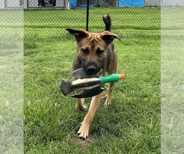 Medium Photo #8 Labrador Retriever-Unknown Mix Puppy For Sale in Evansville, IN, USA