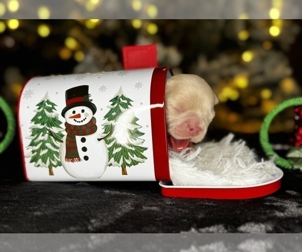 Medium Photo #2 French Bulldog Puppy For Sale in SPRINGFIELD, MO, USA