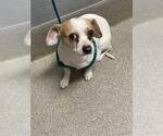 Small Chihuahua Mix