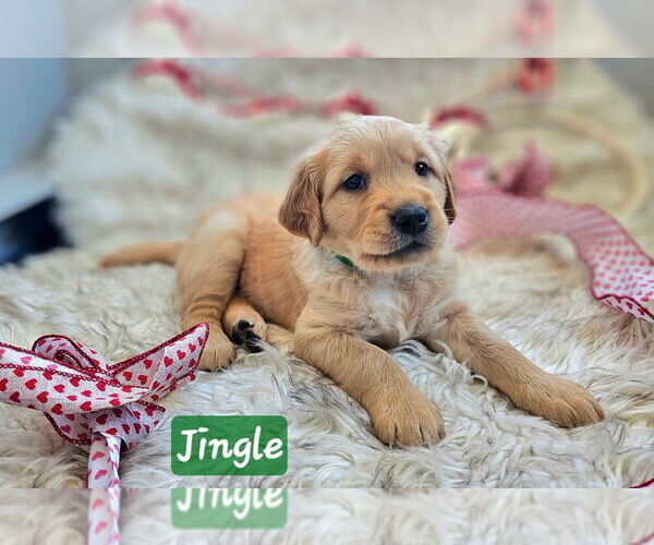 Medium Photo #28 Golden Retriever Puppy For Sale in WASECA, MN, USA