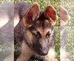 Small Photo #2 German Shepherd Dog Puppy For Sale in FRANKLINVILLE, NY, USA