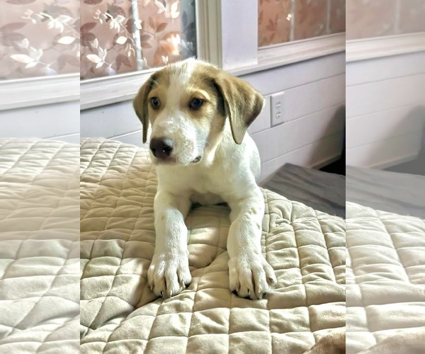 Medium Photo #3 Great Pyrenees-Retriever  Mix Puppy For Sale in pomfret, CT, USA