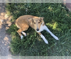 Collie Puppy for sale in LEBANON, IN, USA