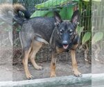 Small #6 German Shepherd Dog Mix
