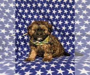 ShihPoo Puppy for sale in KIRKWOOD, PA, USA