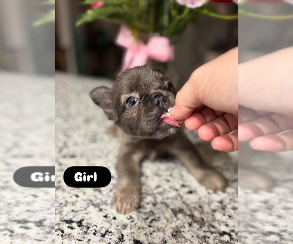 Medium Photo #1 French Bulldog Puppy For Sale in NEW PORT RICHEY, FL, USA