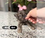 Puppy Puppy 3 French Bulldog