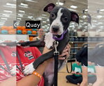 Small #1 American Staffordshire Terrier Mix