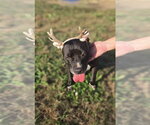Small Photo #3 American Staffordshire Terrier Puppy For Sale in Jackson, MS, USA