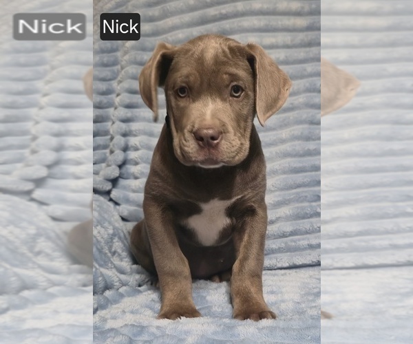 Medium Photo #8 Cane Corso Puppy For Sale in MINERAL WELLS, WV, USA