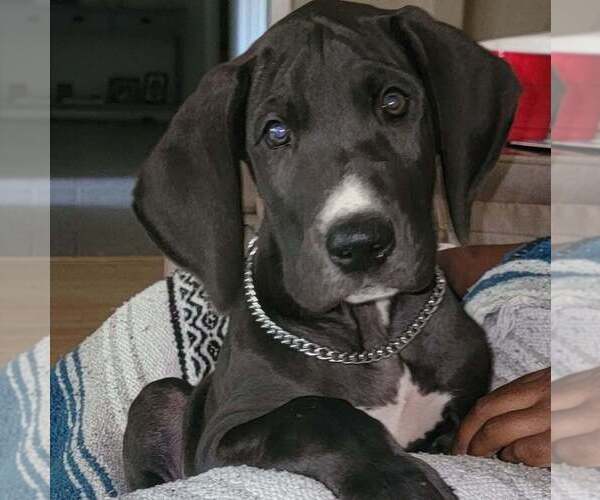 Medium Photo #1 Great Dane Puppy For Sale in MARSHALL, TX, USA