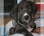 Small Photo #1 Great Dane Puppy For Sale in MARSHALL, TX, USA