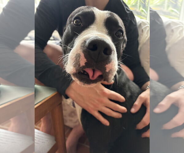 Medium Photo #3 Mutt Puppy For Sale in Miami, FL, USA