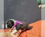 Small Photo #5 Boston Terrier Puppy For Sale in AFTON, WY, USA
