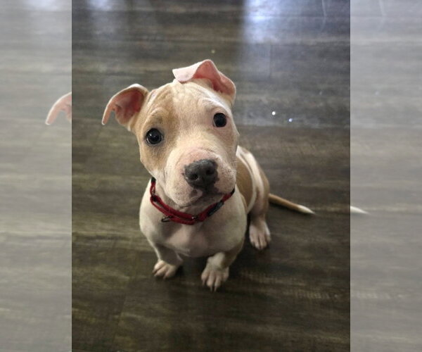 Medium Photo #4 Mutt Puppy For Sale in Spotsylvania, VA, USA