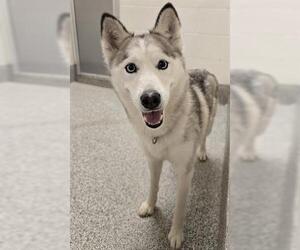 Siberian Husky Dogs for adoption in Houston, TX, USA