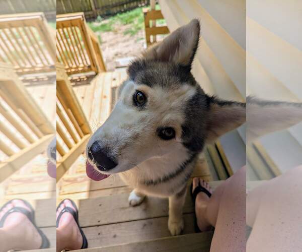 Medium Photo #7 Siberian Husky Puppy For Sale in Holly Springs, NC, USA