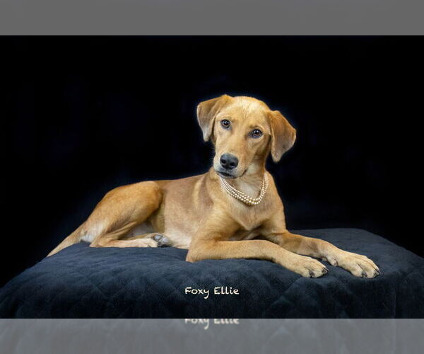 Medium Photo #3 Mutt Puppy For Sale in Hot Springs Village, AR, USA