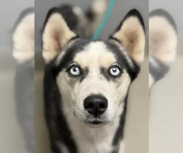 Medium Photo #1 Siberian Husky-Unknown Mix Puppy For Sale in Las Vegas, NV, USA