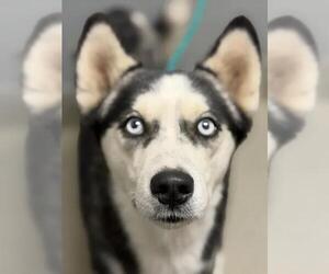 Siberian Husky-Unknown Mix Dogs for adoption in Las Vegas, NV, USA