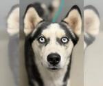*TWILIGHT - Male Siberian Husky-Unknown Mix Dog for Adoption - Small photo