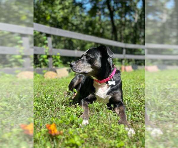 Medium Photo #9 Labrador Retriever-Unknown Mix Puppy For Sale in Kennesaw, GA, USA