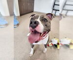 Small #5 American Pit Bull Terrier Mix