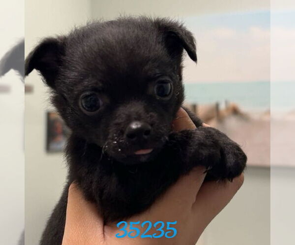 Medium Photo #1 Chug Puppy For Sale in Chico, CA, USA