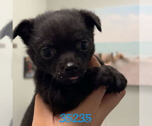 Chug Dogs for adoption in Chico, CA, USA