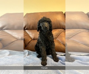 Poodle (Standard) Puppy for sale in WINFRED, SD, USA