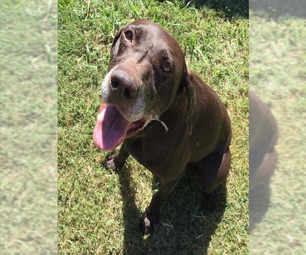 Medium Photo #1 German Shorthaired Pointer Puppy For Sale in Grovetown, GA, USA
