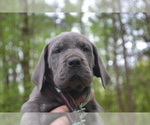 Small #4 Great Dane