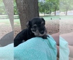 Small Photo #4 Schnauzer (Miniature) Puppy For Sale in WINTERVILLE, GA, USA