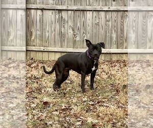 Pru (special needs) - Female Staffordshire Bull Terrier-Unknown Mix Dog for Adoption - Photo #4