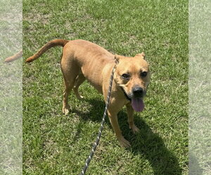Black Mouth Cur-Bulldog Mix Dogs for adoption in Tarrytown, GA, USA