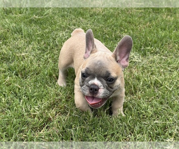 Medium Photo #3 French Bulldog Puppy For Sale in CUSHING, OK, USA