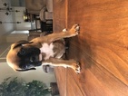Small Photo #1 Boxer Puppy For Sale in INDIANAPOLIS, IN, USA