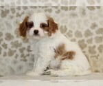 Small #2 Cavapoo