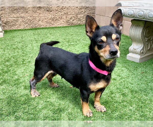 Medium Photo #1 Doxie-Pin Puppy For Sale in Moreno Valley, CA, USA