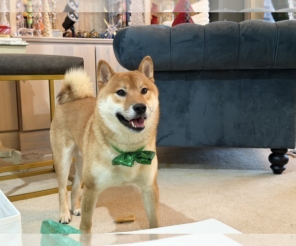 Medium Photo #1 Shiba Inu Puppy For Sale in ZIONSVILLE, IN, USA